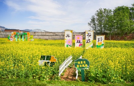 解鎖金色花海背后的“農(nóng)業(yè)密碼”！海淀以科技賦能“智慧田園”