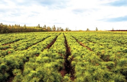 黑龍江：戰(zhàn)風沙筑屏障 護生態(tài)保糧倉