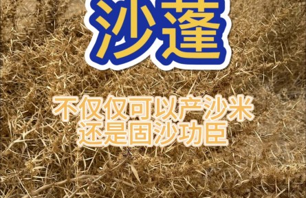 沙蓬，治理荒漠的好幫手，實地體驗防風固沙的效果