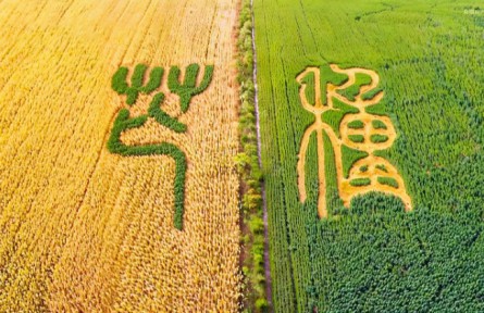 芒種：左手收麥浪，右手種希望