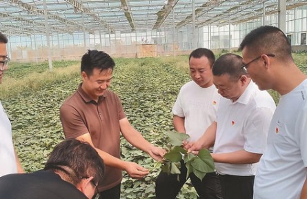 選調(diào)生何騰：做一根“紅薯藤”，去聽(tīng)土地的心跳