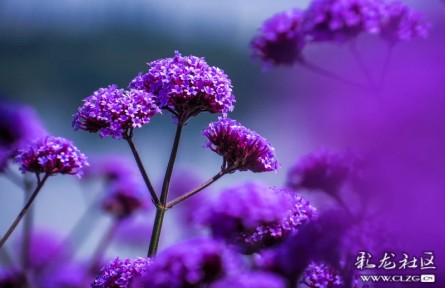 打卡云南昆明滇池綠道上的“絕絕紫”