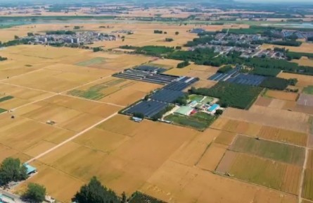 山東：6000多萬畝小麥開始大面積收獲