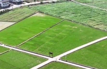 重慶：科技助力夏收夏種 筑牢農(nóng)業(yè)豐收基礎(chǔ)