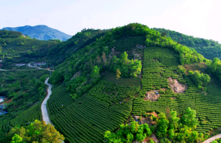 安徽桐城：強化地理標(biāo)志保護 推動“桐城小花”香飄全國