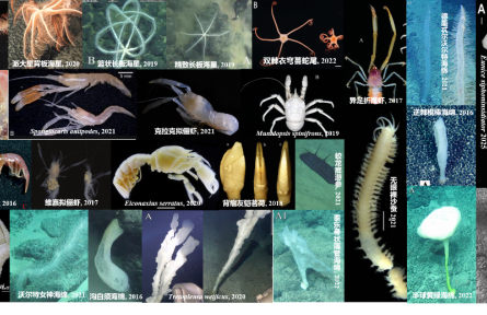 我國發(fā)布全球首個(gè)深海海山數(shù)字化智能系統(tǒng)