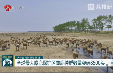 全球最大麋鹿保護(hù)區(qū)麋鹿種群數(shù)量突破8500頭