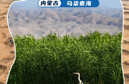 黃河“幾字彎” 美麗新生態(tài)