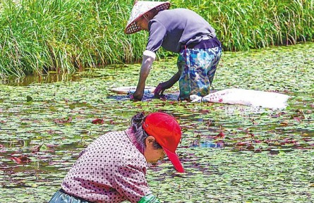 湖北利川：生態(tài)修復(fù)讓莼菜重獲生機(jī)