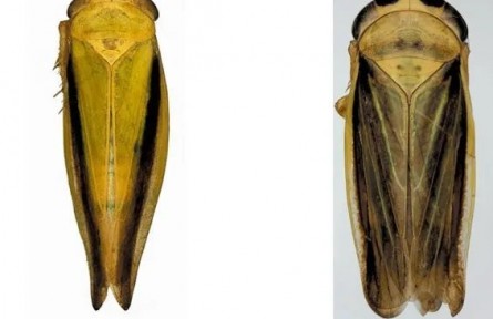 黃土高原生態(tài)寶庫(kù)煥新！寧夏云霧山“生命檔案”喜添52個(gè)新物種