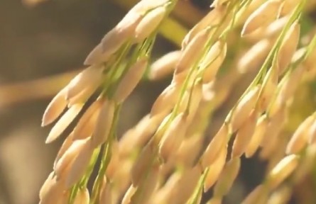 黑龍江：鹽堿地上稻花香