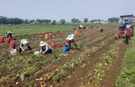 湖北棗陽高夏莊村：種下“金疙瘩” 蹚出致富路
