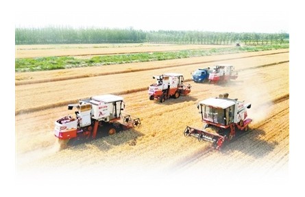 用了小麥新品種，鹽堿地畝產(chǎn)超1200斤