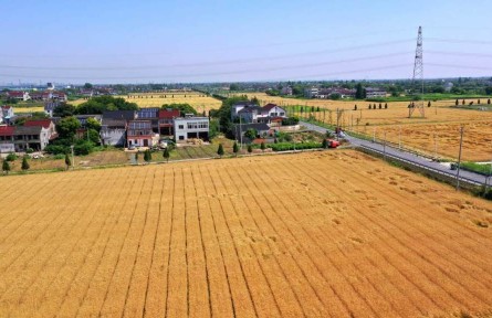 浙江湖州：畝產(chǎn)605.86公斤！刷新小麥單產(chǎn)最高紀(jì)錄