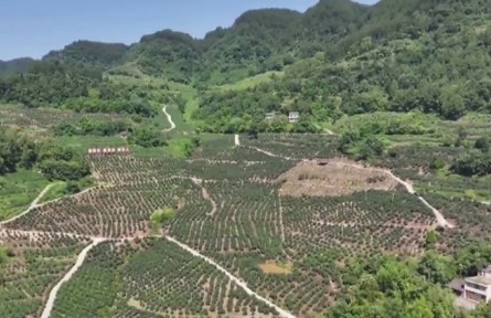 重慶：做強特色產(chǎn)業(yè) 賦能鄉(xiāng)村振興