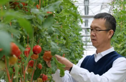 “新農(nóng)人”龐利民：以農(nóng)藝匠心，育番茄“寵兒”