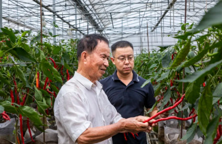 “新農(nóng)人”楊劍鋒：“火辣”事業(yè)獨特“鋒”味