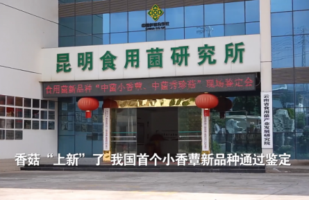香菇“上新”了!我國首個小香蕈新品種通過鑒定