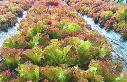 黑龍江佳木斯：綠色通道達(dá)境外 輸送三江“一口鮮”