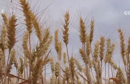 糧滿倉、果飄香 希望的田野“智”繪三夏好“豐”光