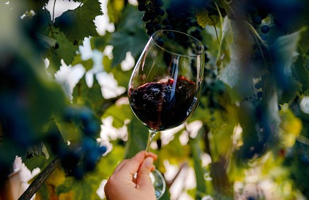 葡萄酒對健康有益？自釀葡萄酒小心喝“出事兒”