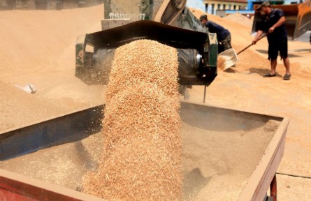 從田間到餐桌，夏糧收儲加工一線追蹤