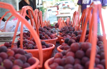 湖北來鳳三胡鄉(xiāng)：楊梅紅透鄉(xiāng)村振興路