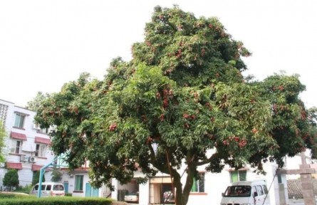 全程都在“冰箱”里？真實(shí)“荔枝道”，用了億點(diǎn)點(diǎn)氣象學(xué)