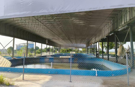 湖北黃石劉政村：“智慧養(yǎng)殖”破局 鱖魚游出致富新路徑