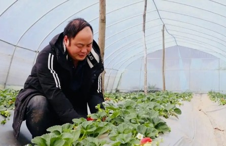 博士種草莓 高管養(yǎng)肉牛！貴州“新農(nóng)人”將現(xiàn)代科技引入傳統(tǒng)農(nóng)業(yè)
