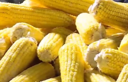 黑龍江：為三農(nóng)“擔(dān)”來(lái)千億活水