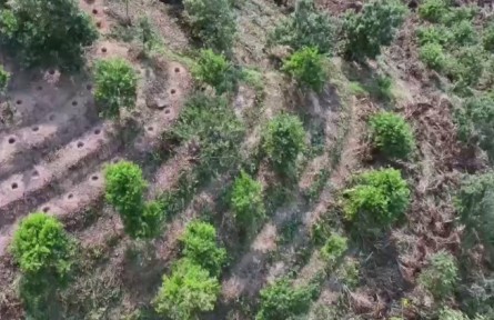 云南臨滄：一?？Х榷沟摹皠?chuàng)新突圍”