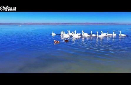 河北：從“鹽堿白”到“碧波藍” 消失的湖水回來了
