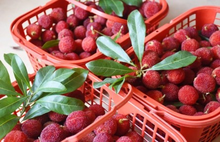 前方高甜！共赴八閩“梅”好時光