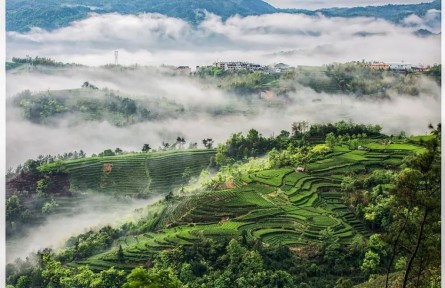 茶香起處：福建的山、海與人間