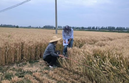 寧冬21號刷新寧夏冬小麥單產(chǎn)紀(jì)錄 畝產(chǎn)突破800公斤