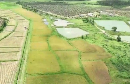 海南省農(nóng)科院：科技賦能水稻種植 品牌打造助力產(chǎn)業(yè)發(fā)展