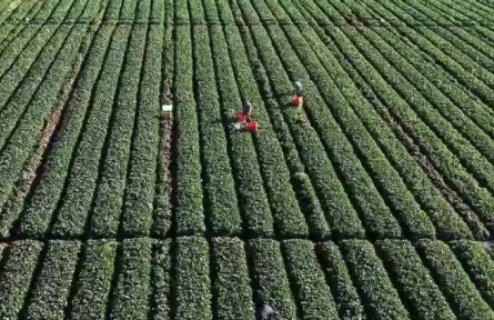 云南：優(yōu)化監(jiān)測(cè) 深化幫扶 激發(fā)動(dòng)力 守住不發(fā)生規(guī)模性返貧致貧底線