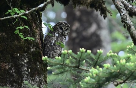 景區(qū)內(nèi)“偶遇”野生動物怎么辦？