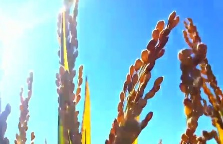 黑龍江：大國糧倉的百億跨越