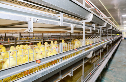 江西蓮花：“白鵝”成為鄉(xiāng)村振興“金鳳凰”