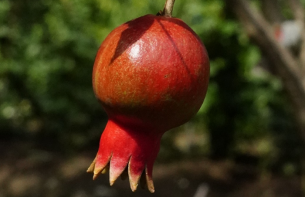 云南紅河蒙自：“榴”色萬頃 暗香浮動