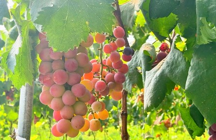 內(nèi)蒙古包頭市東河區(qū)：錯(cuò)峰“鏈”出致富路