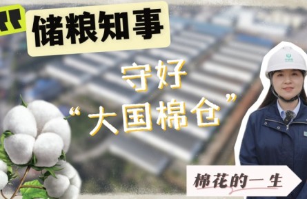 走進中央儲備棉庫：見證棉花如何被精心守護