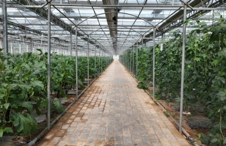 甘肅靈臺(tái)：沃土育蔬產(chǎn)業(yè)興 綠野織錦百姓富