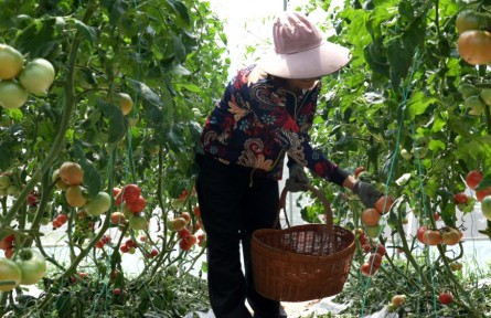 湖北孝昌中分村:創(chuàng)新經(jīng)營模式 打造特色農(nóng)業(yè)助力鄉(xiāng)村振興