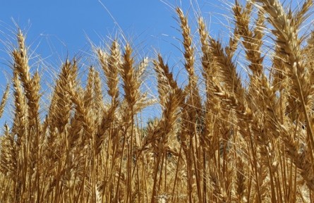 黑龍江安達(dá)：小麥?zhǔn)崭蠲?田間好“豐”光