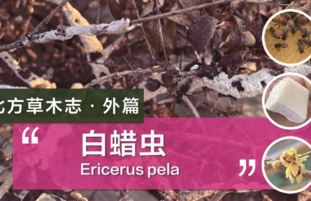 除了蜜蜂，這種蟲子的分泌物也可以制作蠟燭！