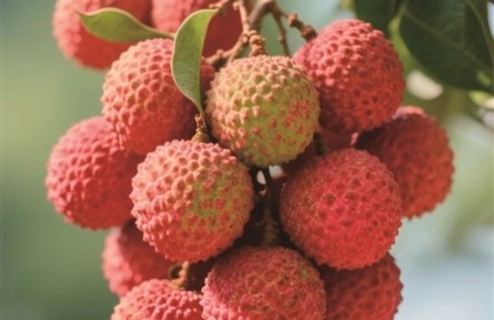 科普|荔枝保鮮，千年技術(shù)變遷