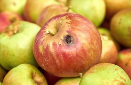 辟謠|食物發(fā)霉了，去掉壞的部分還能吃嗎？